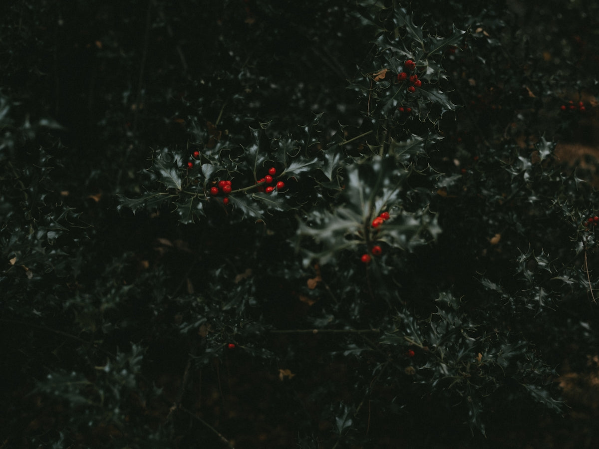 a bush with red berries and green leaves