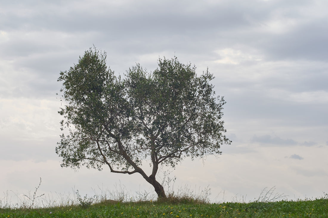 green tree on green grass field during daytime