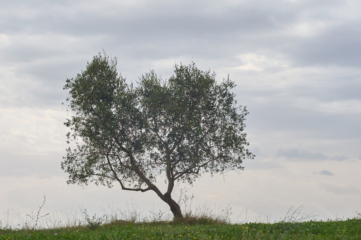 green tree on green grass field during daytime
