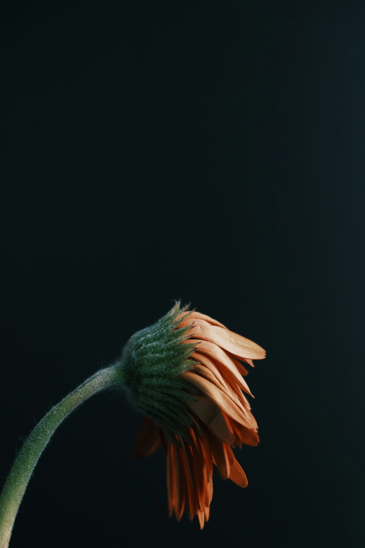 pink and green flower in close up photography