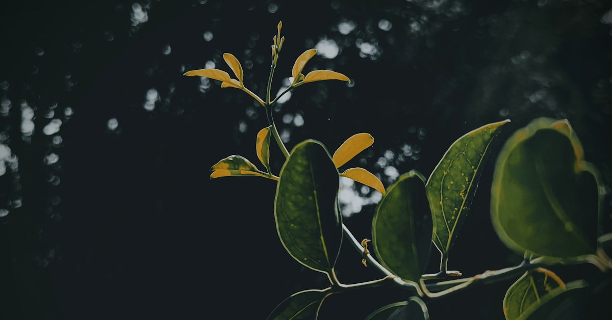green leaves with water droplets
