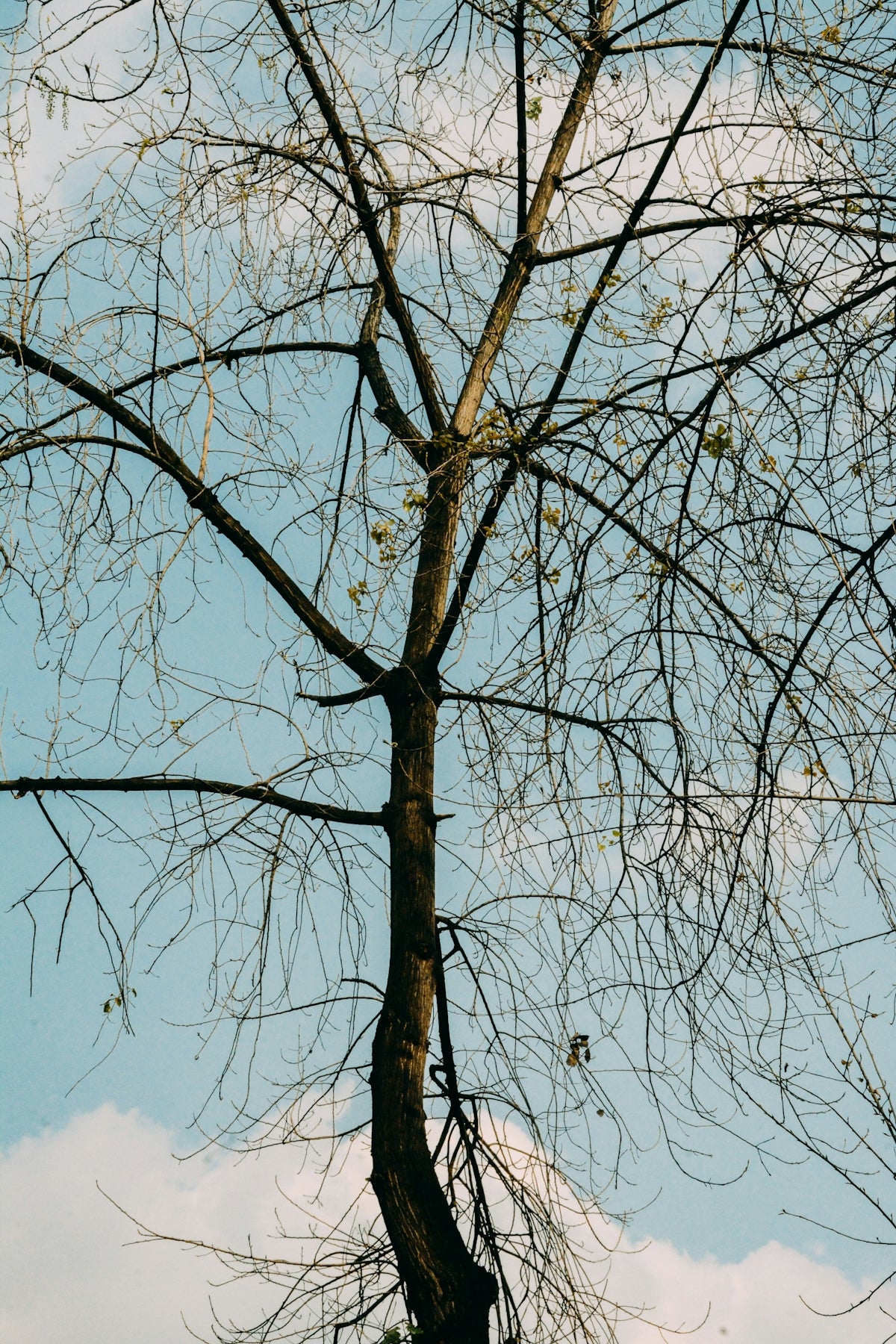 a bird perched on top of a tree branch