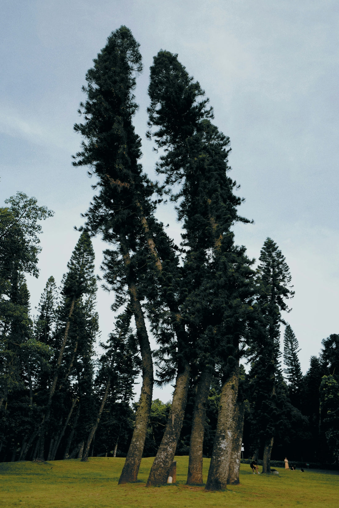 a large group of trees in a grassy area