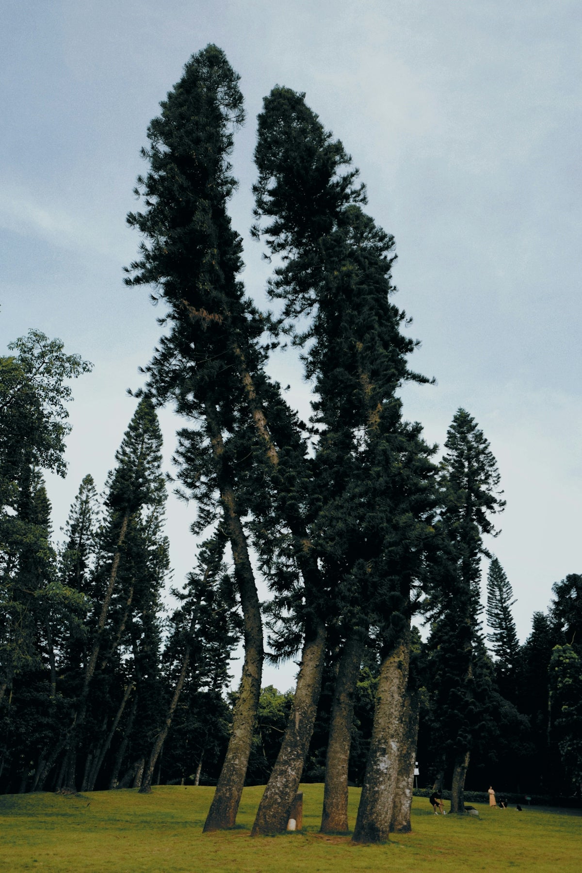 a large group of trees in a grassy area