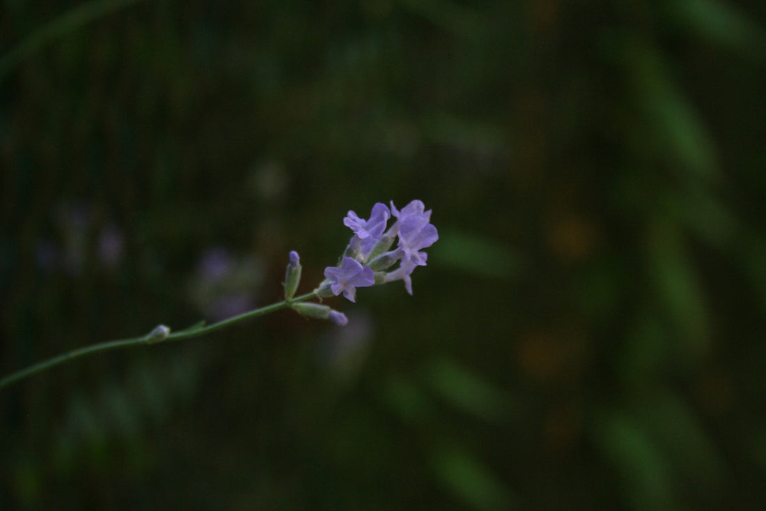 a close up of a flower