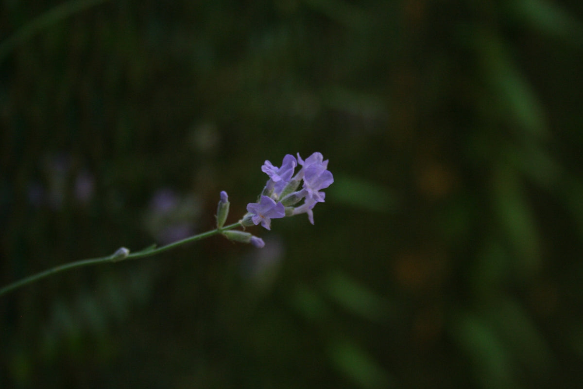 a close up of a flower