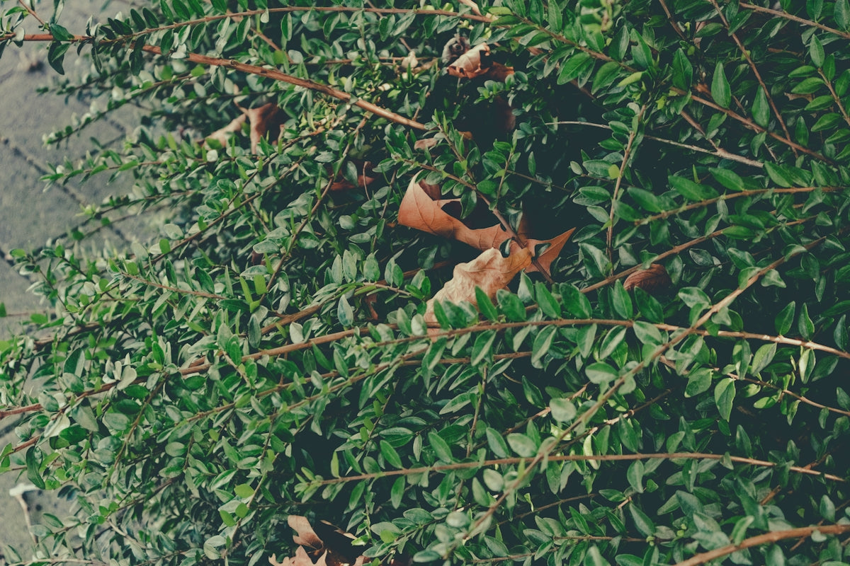 a bat hanging upside down on a tree branch