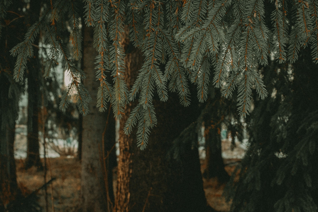 a couple of trees that are next to each other