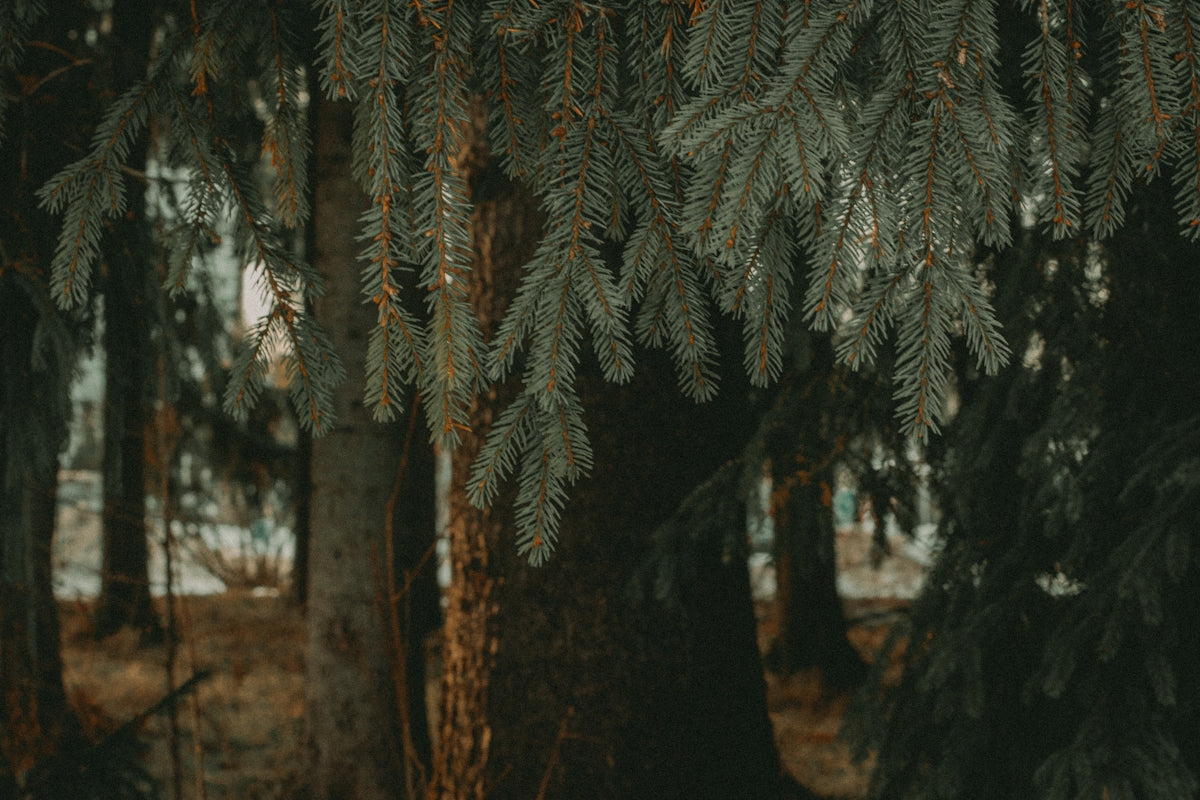 a couple of trees that are next to each other