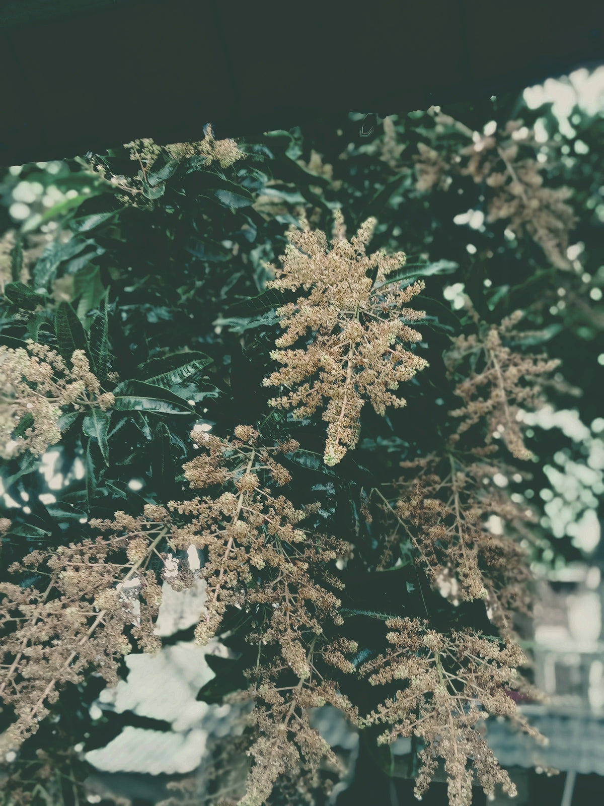 a close up of a tree with lots of leaves
