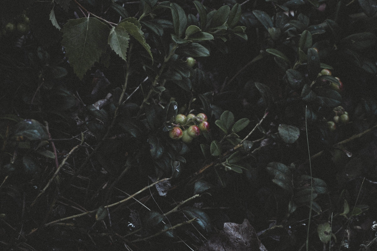 A bunch of fruit that is on a tree