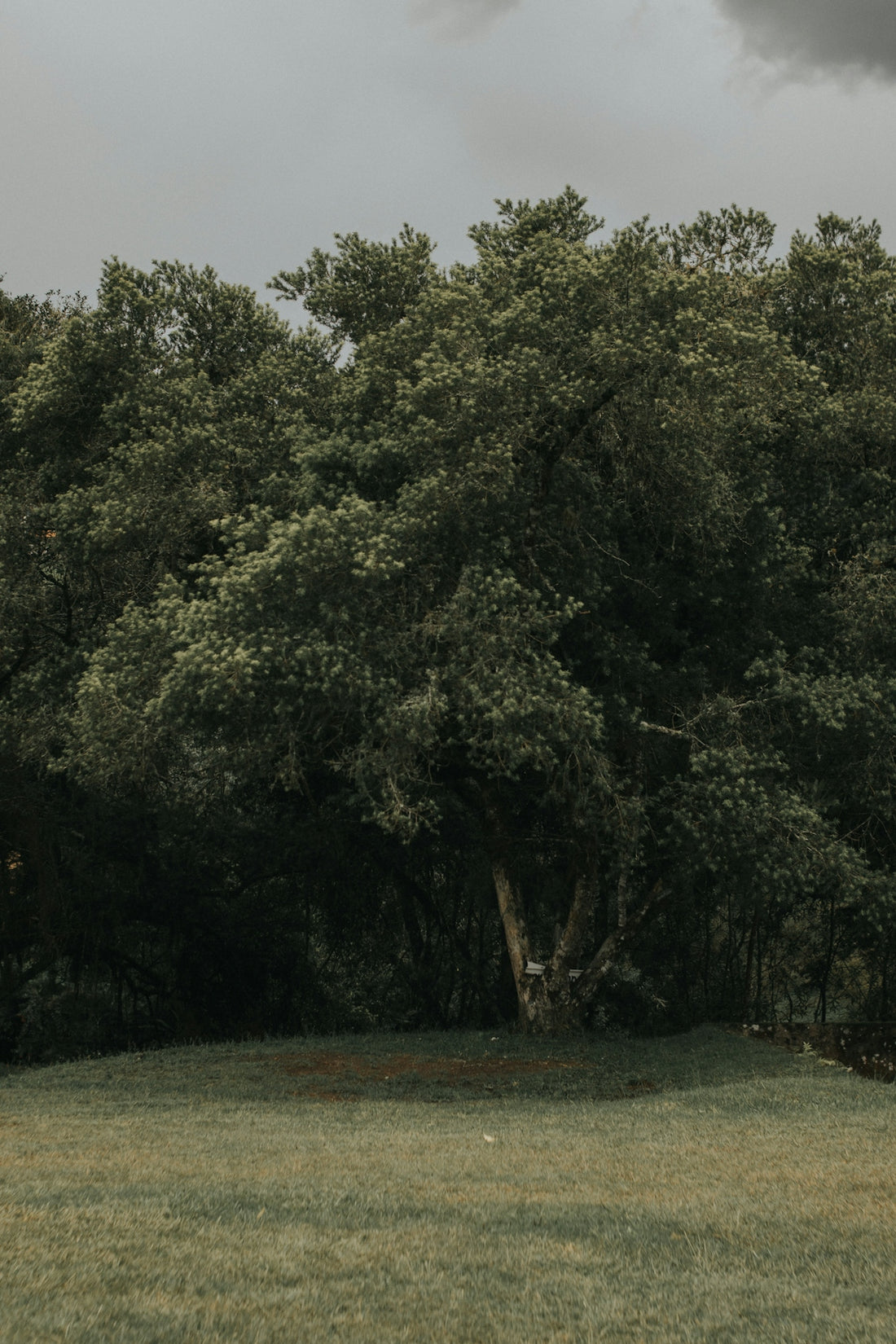 A person standing in a field with a frisbee