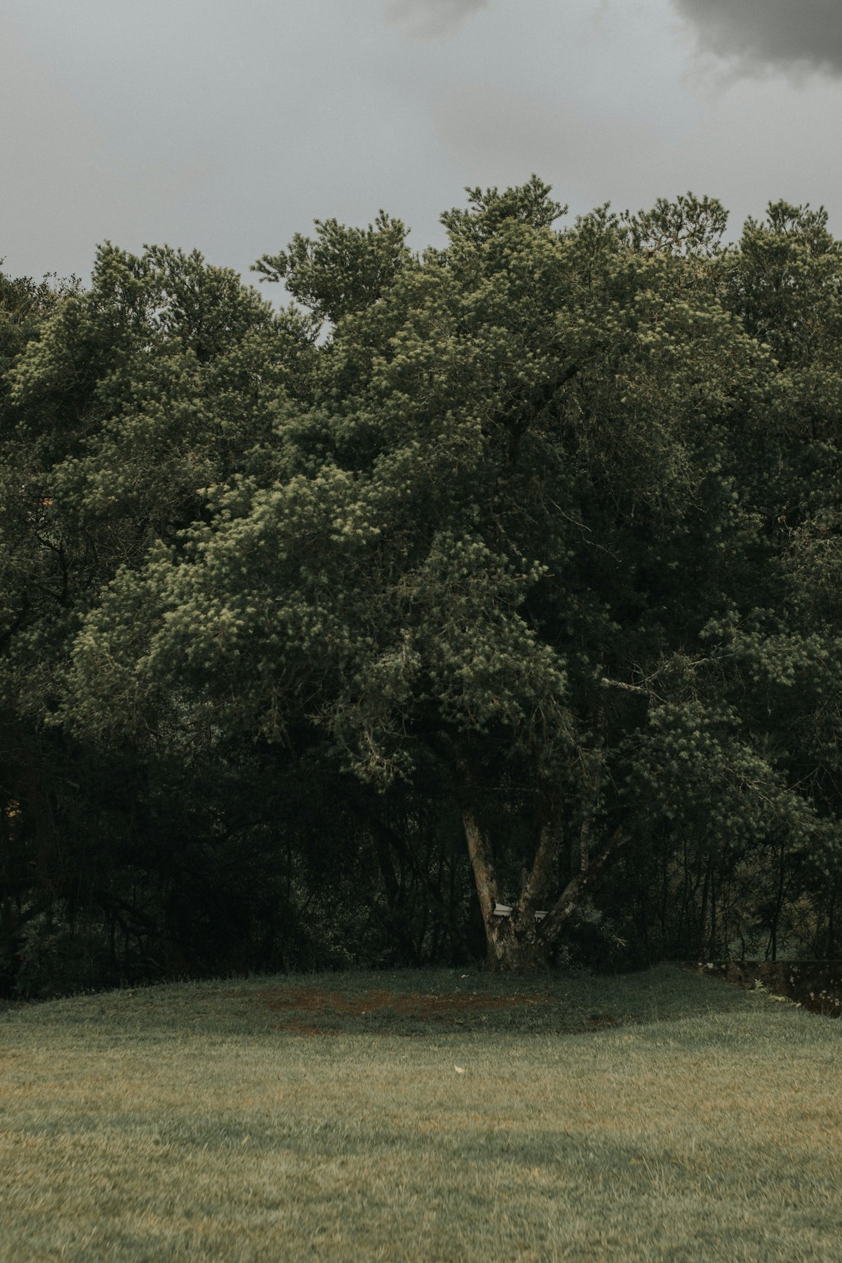 A person standing in a field with a frisbee